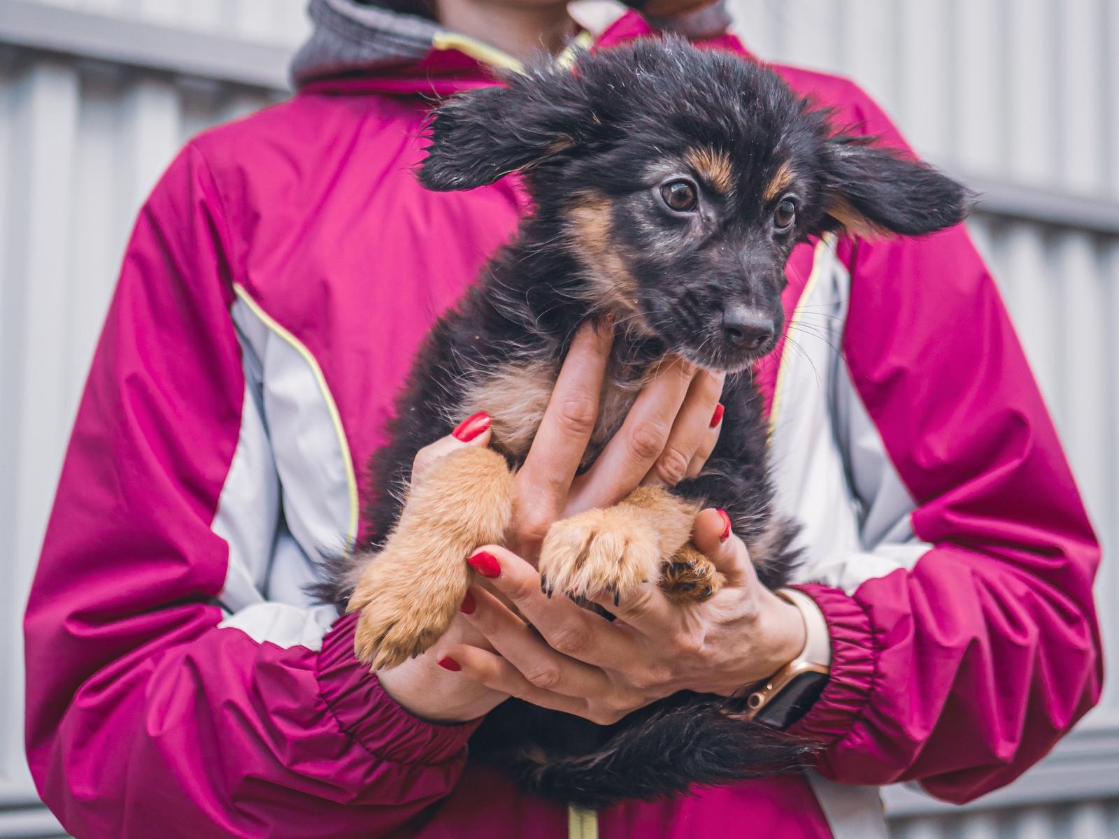 The foundation needs a product to protect 200 dogs from tick bites!