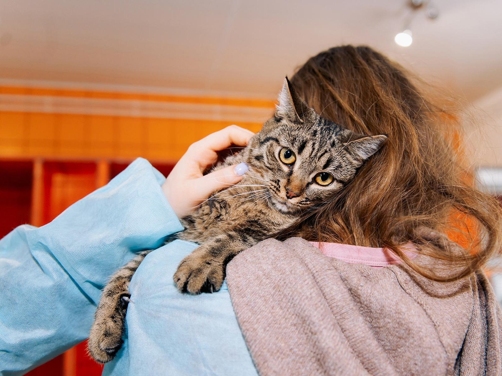 The Foundation needs to pay for the rent of the site where the shelter for homeless animals is located!