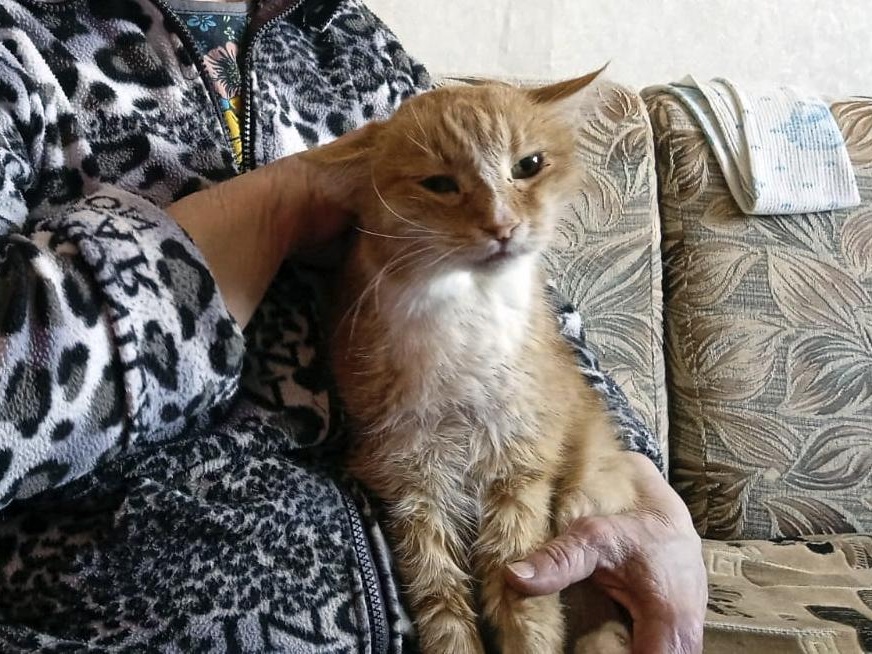 Фонду нужно закупить 90 кг корма для кошек и котят