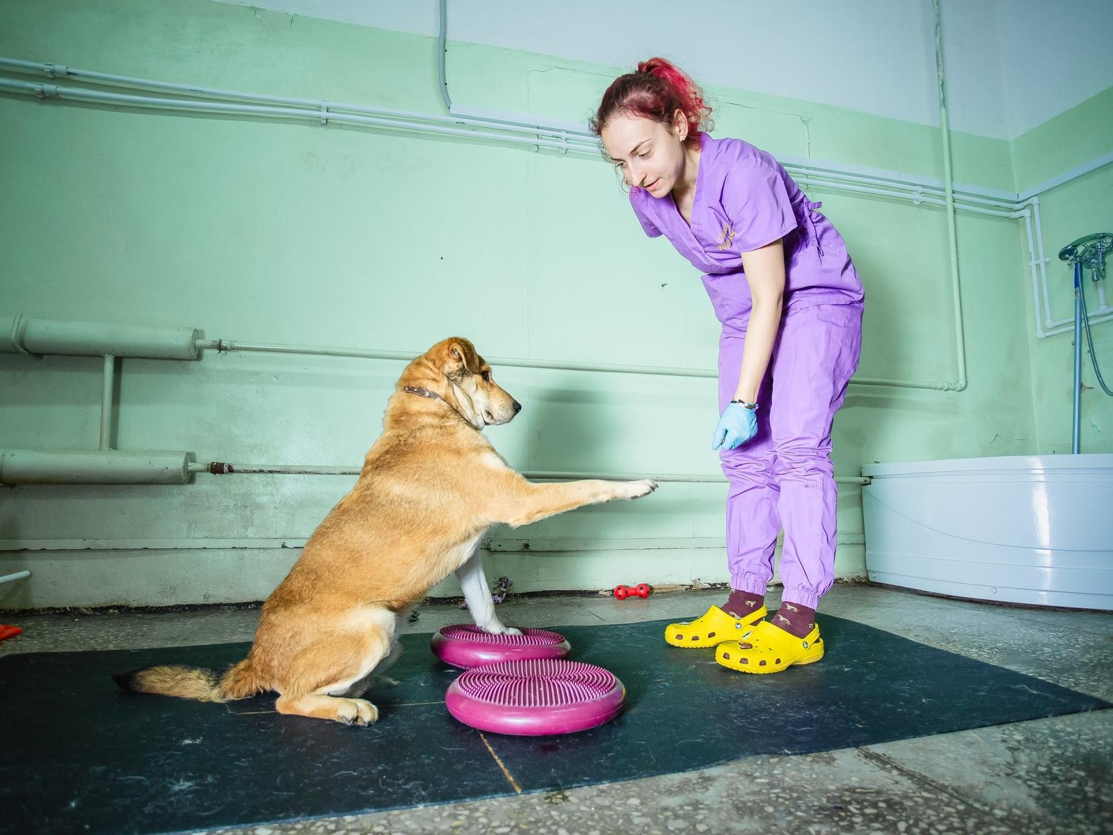 Let's donate a full bowl of food to street animals at the shelter!