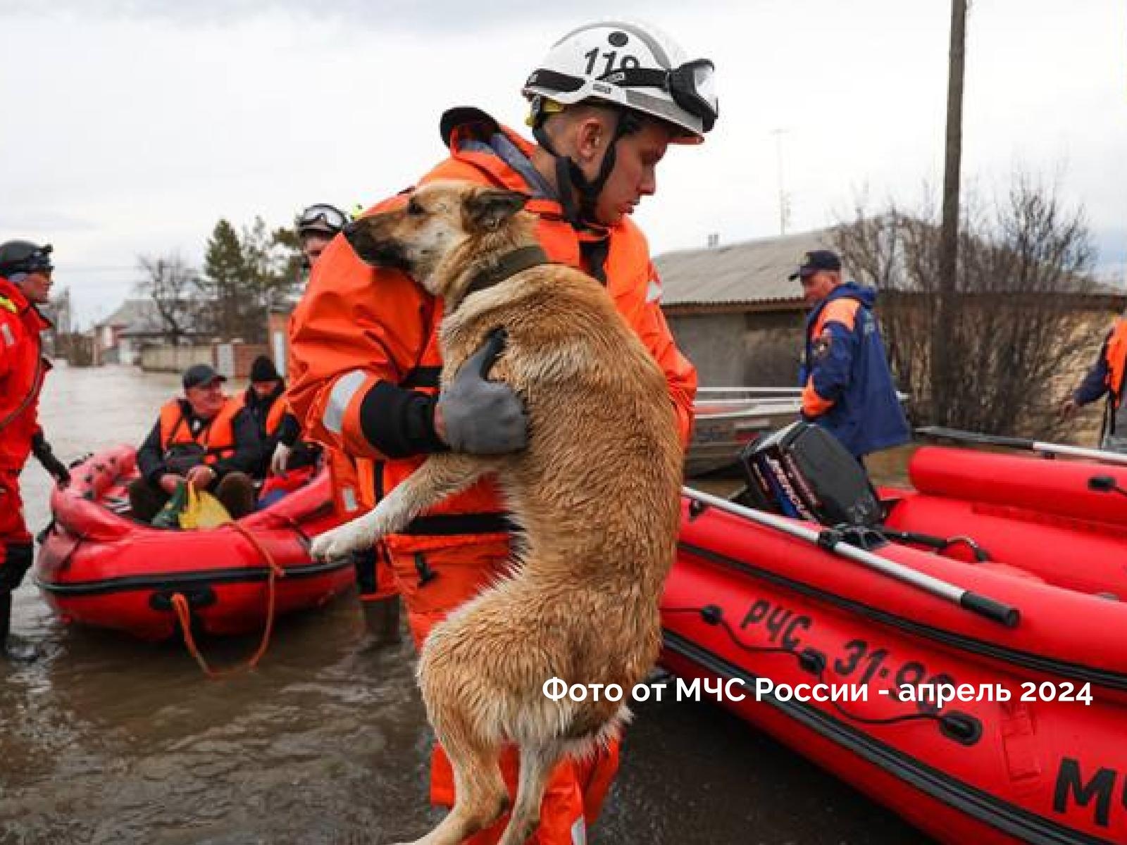Orsk shelters that found themselves in the flood zone need help!