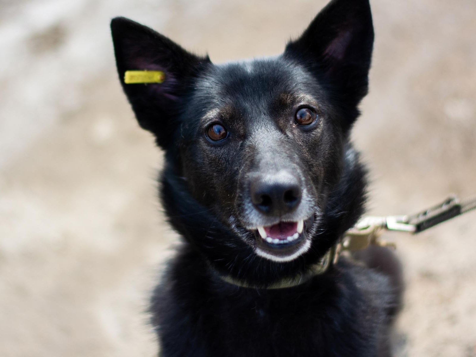 Chips and a scanner are needed to protect street animals from recapture!