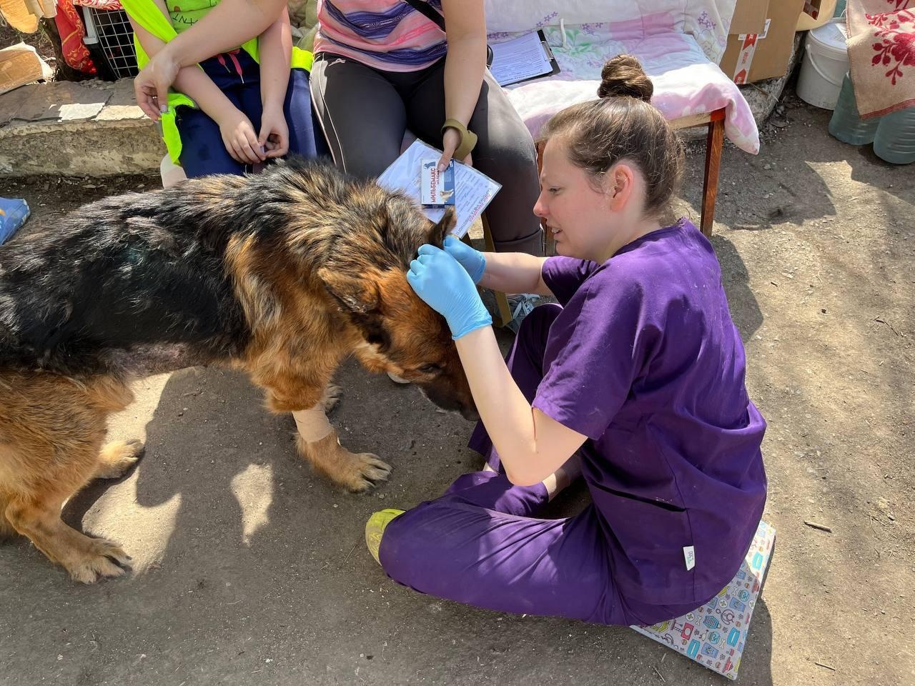 Veterinarians who rescued animals in the flood zone in Orsk need an extra tonometer for cats and dogs!