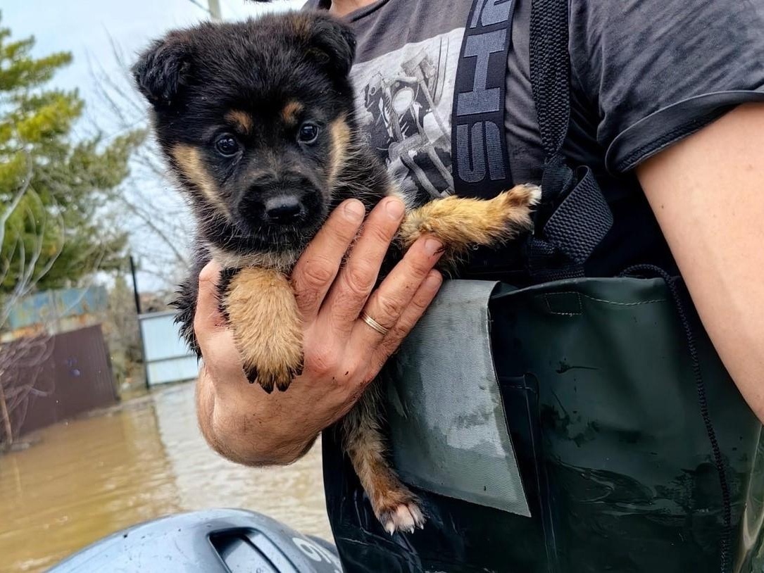 Urgent help is needed for 2,000 homeless cats and dogs from flooded Orenburg