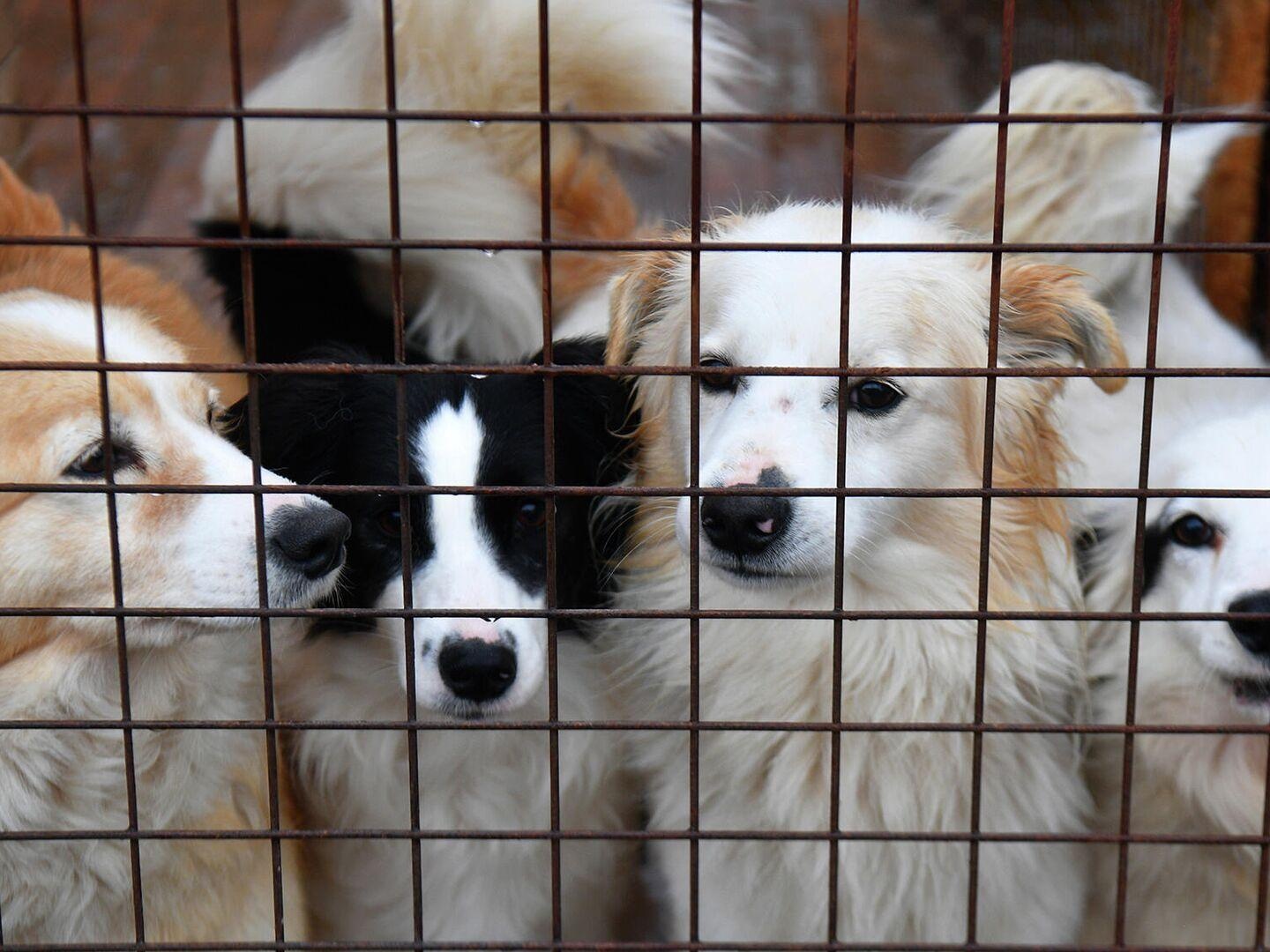 The Belgorod shelter needs help in this difficult situation!