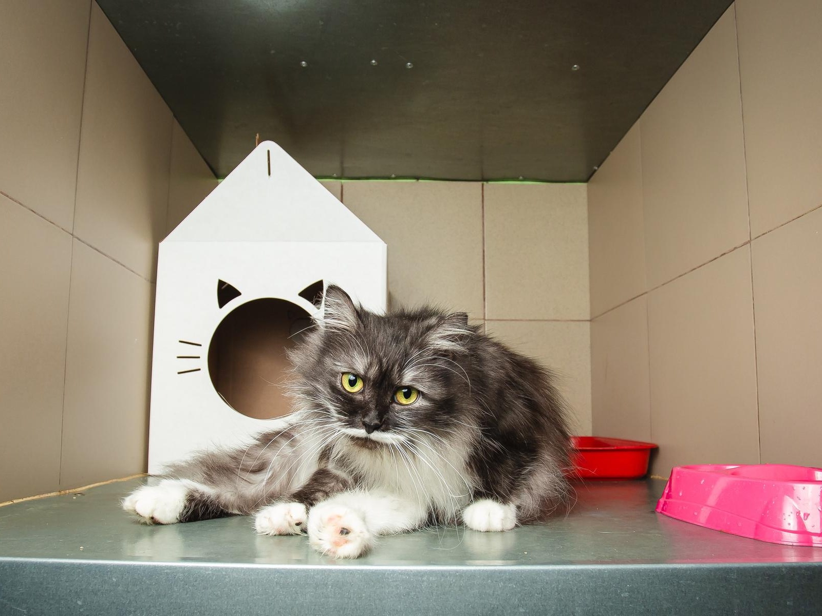 The shelter needs to renovate the animal enclosures!
