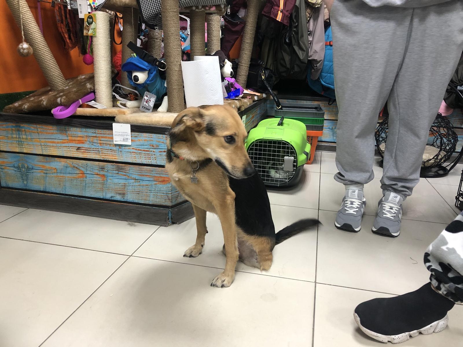 The Nika Foundation helps the shelter in Bryansk purchase diapers and food for older animals!