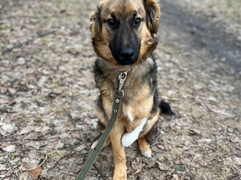 Injured puppy Strudel needs to have a prosthetic made for a future active life!