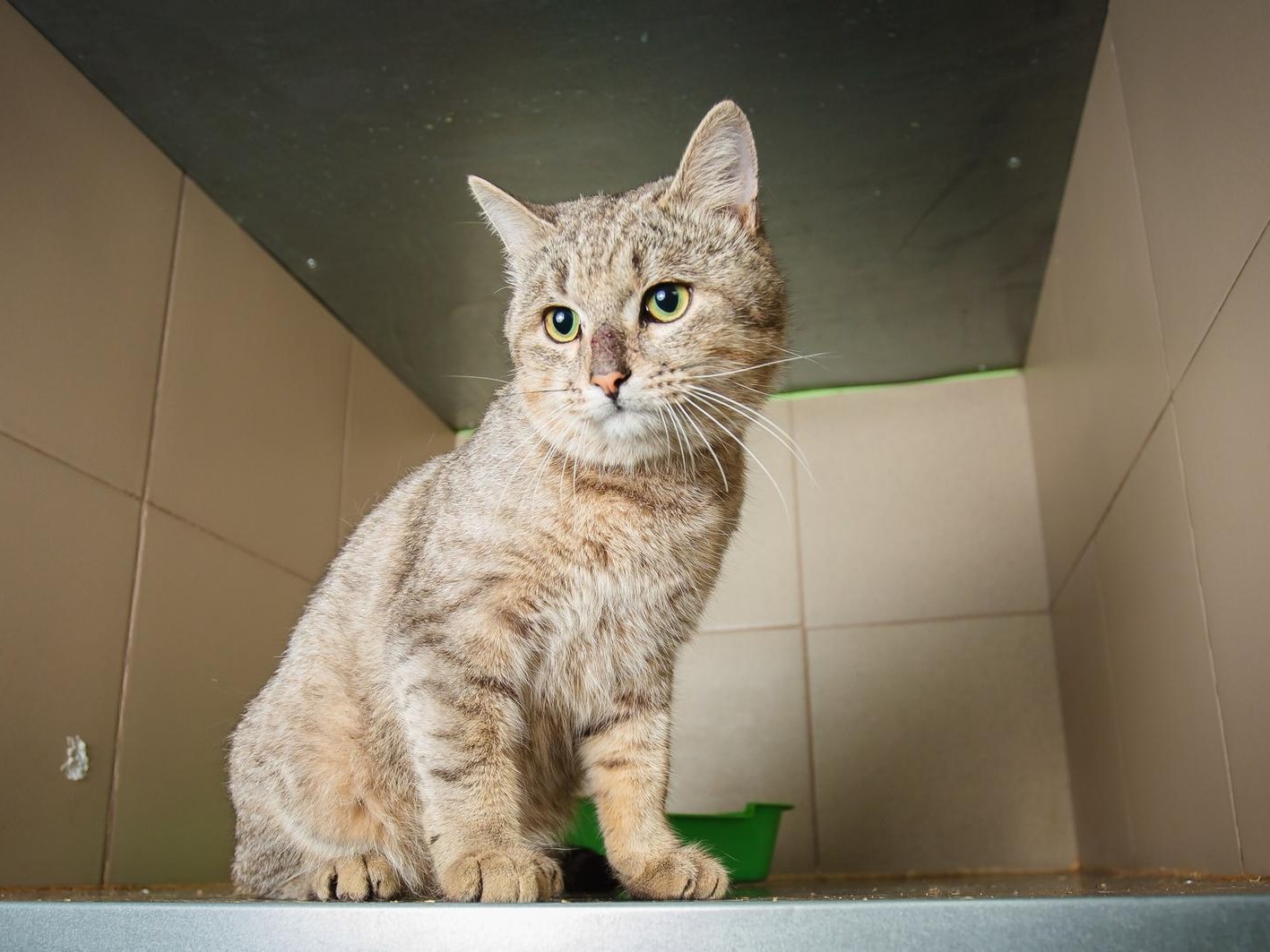 The shelter needs consumables for a biochemical blood analyzer!