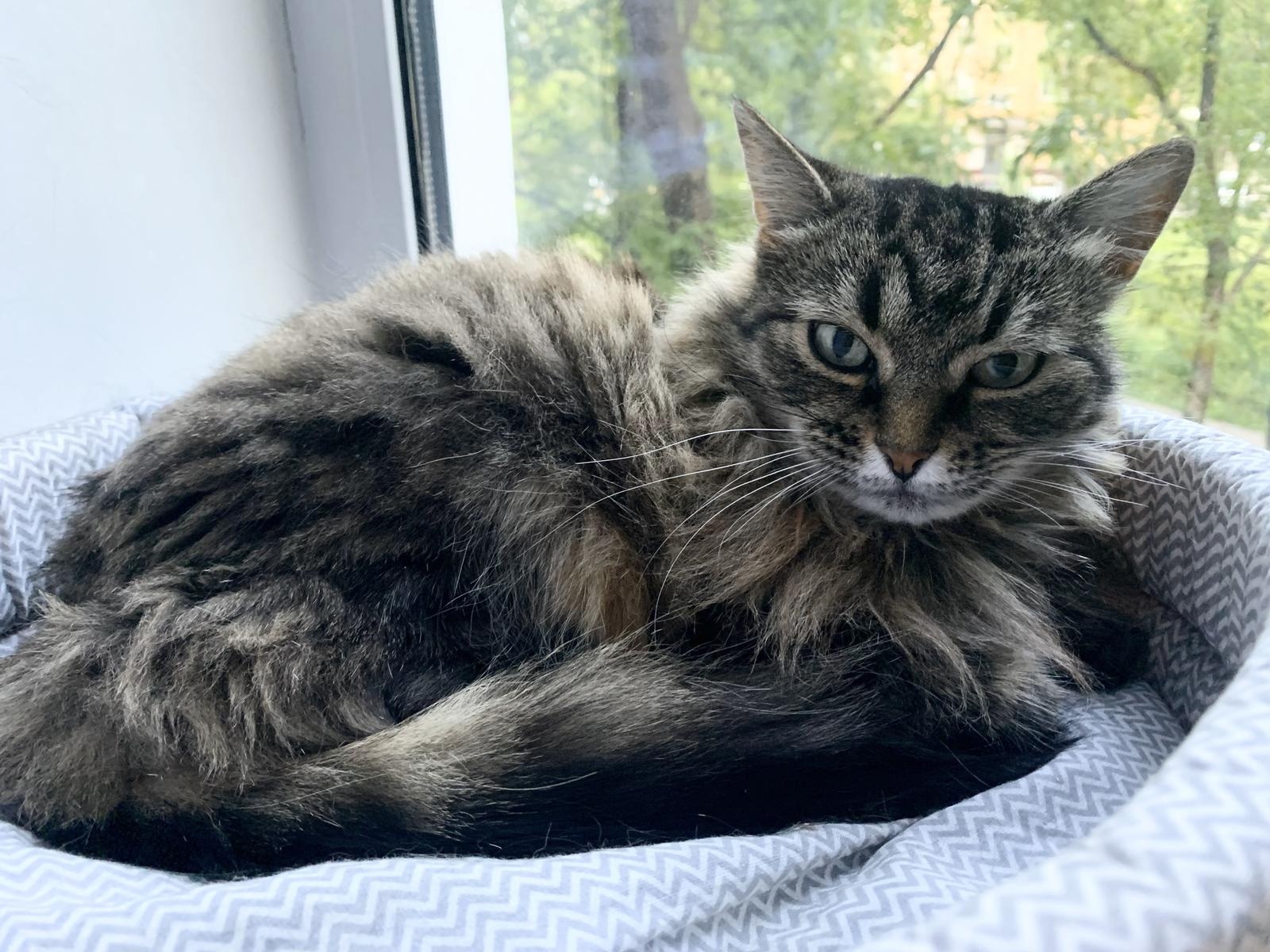 Stray cat Bunny needs surgery to remove a tumor