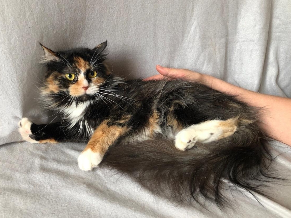 Homeless cat Mona needs a checkup after being sick
