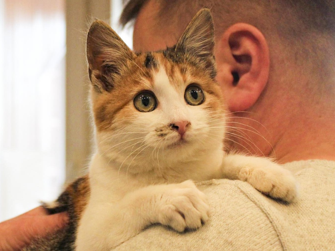 Let's help the Foundation to purchase 500 kg of cat litter box filler