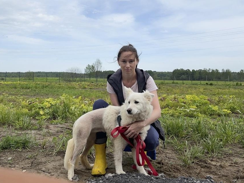 Bella the homeless dog needs surgery!