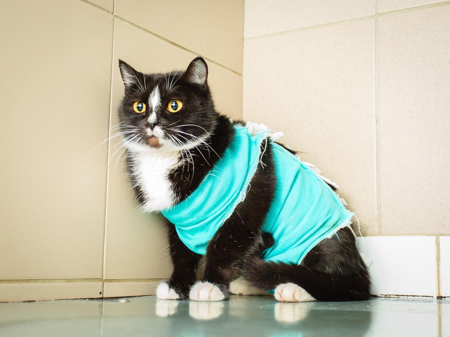 Gloves are required to clean up after the animals at the shelter!