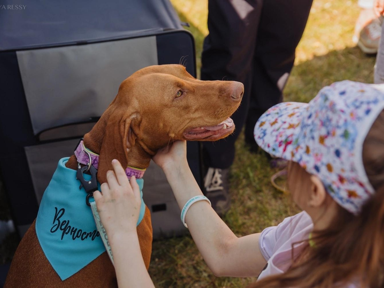 Support holding classes on safe behavior with your dog!