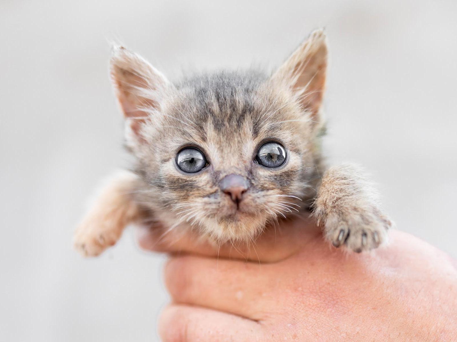 The "Nika" fund shelter needs to purchase 325 kg of dry food for homeless cats and dogs!