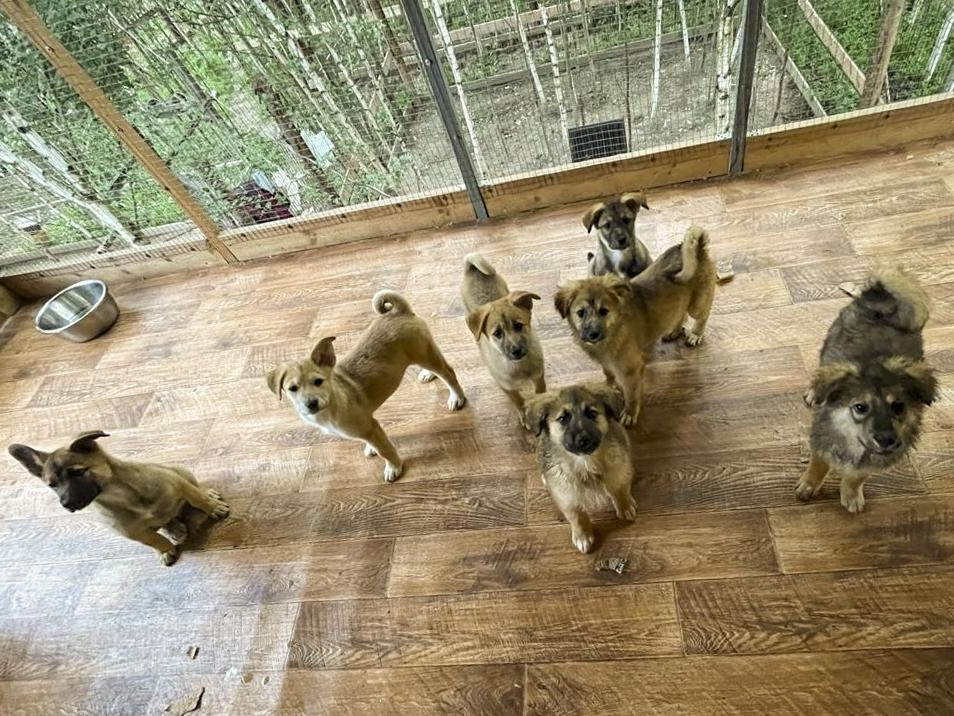 Let's help the foundation purchase 179 pounds of puppy food!