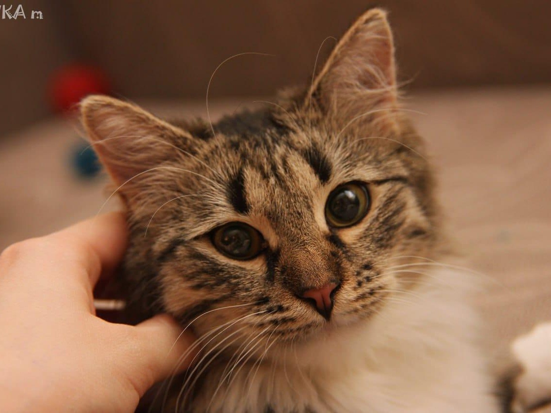We will help to purchase 40 kg of therapeutic food for homeless cats