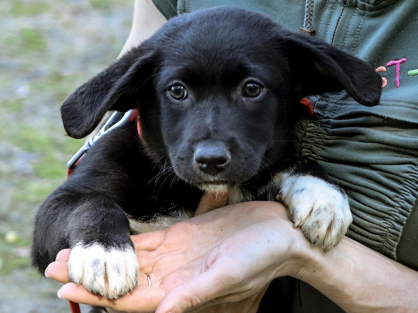 The foundation needs to buy 140 kilograms of food for homeless puppies
