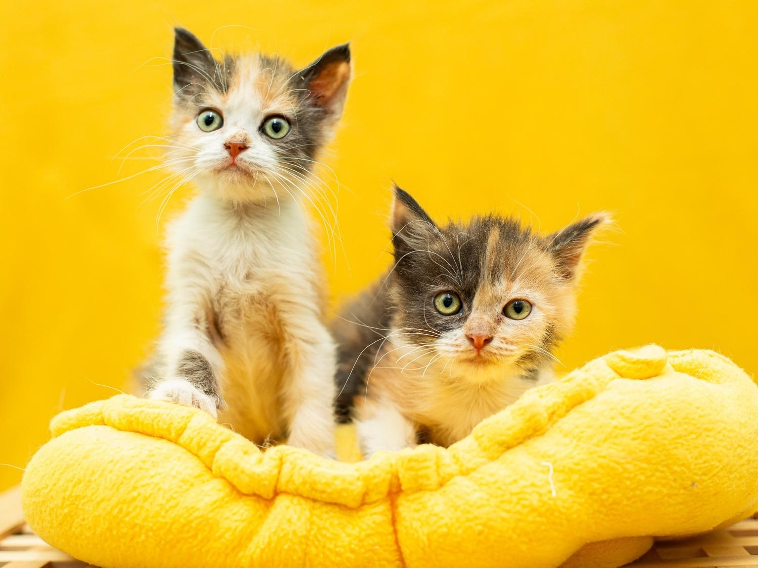 Sick kittens and cats at the shelter need therapeutic canned food!
