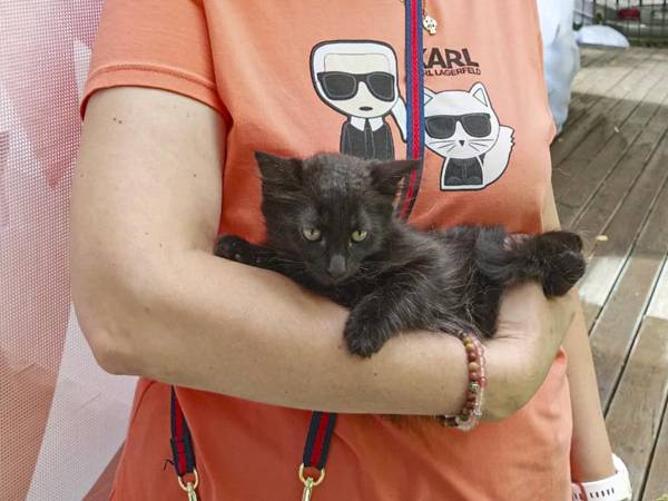 Поможем приобрести корм для котят и лечебный корм для кошек