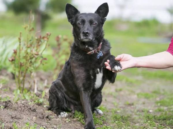 Бездомной собаке Винтику нужно находиться 3 дня в интенсивной терапии