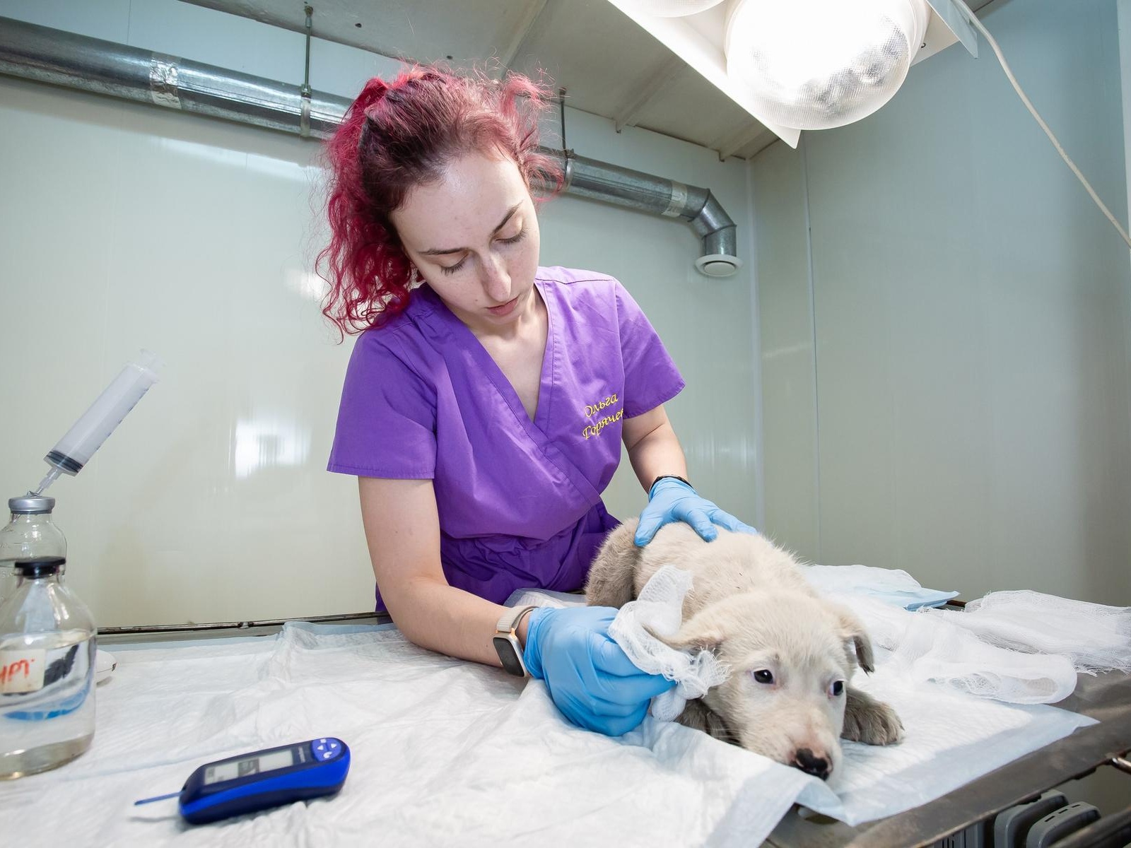The animal shelter needs supplies for surgeries!