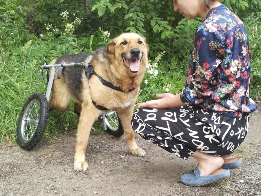 Бездомному псу Мухтару нужно сделать МРТ