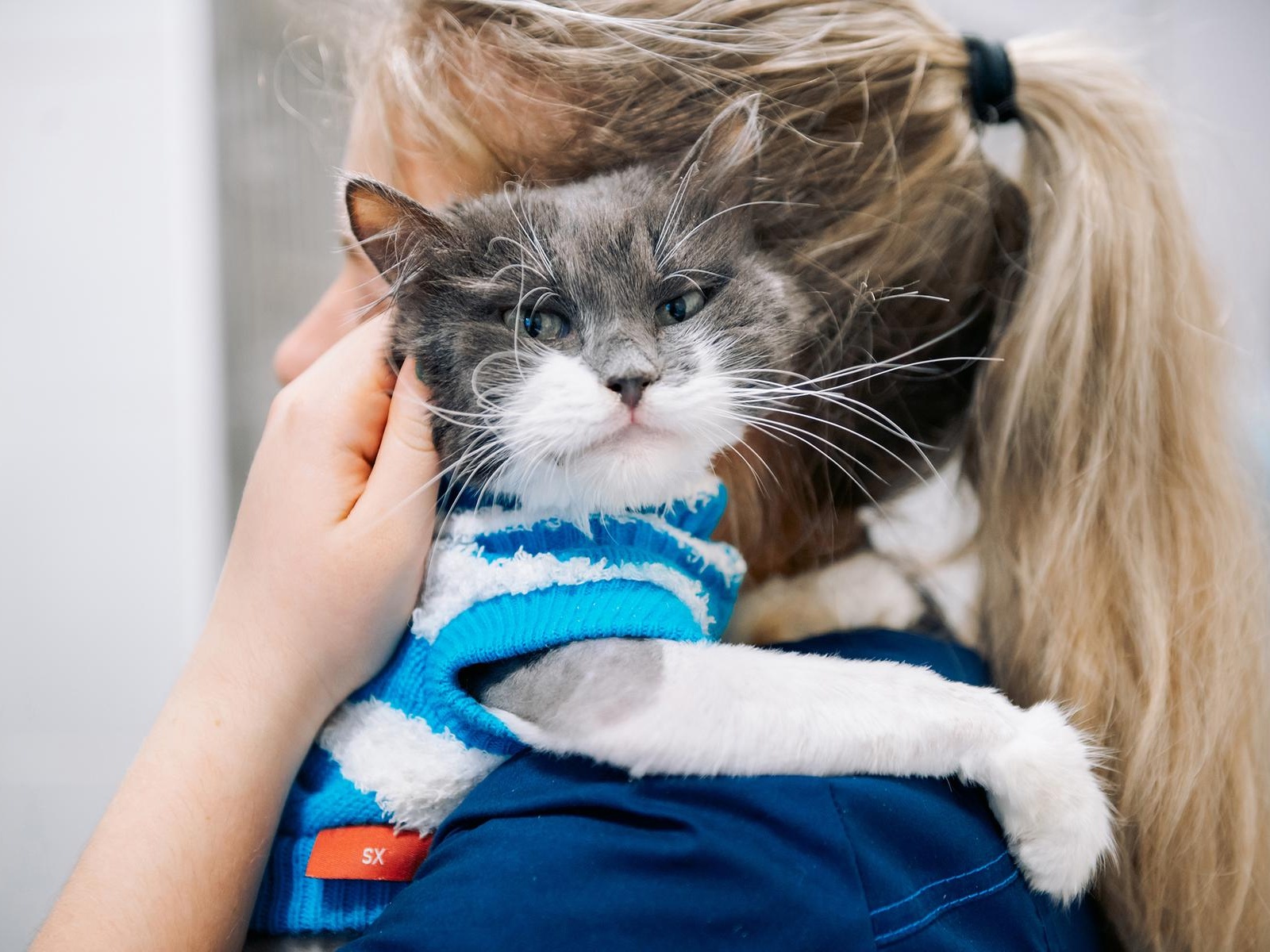 Вылечим зубы сторожилам приюта – кошке Милашке, коту Лапатуле и Томасу!