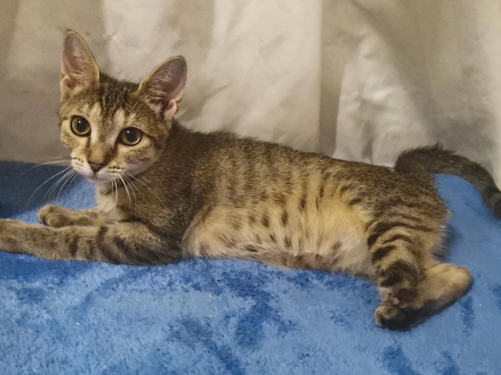 Homeless kitten Masa needs surgery!