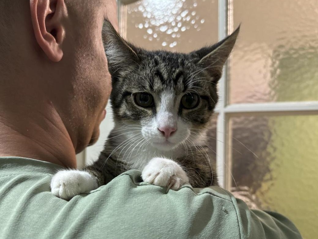 Бездомному котенку Майку нужно лечение!