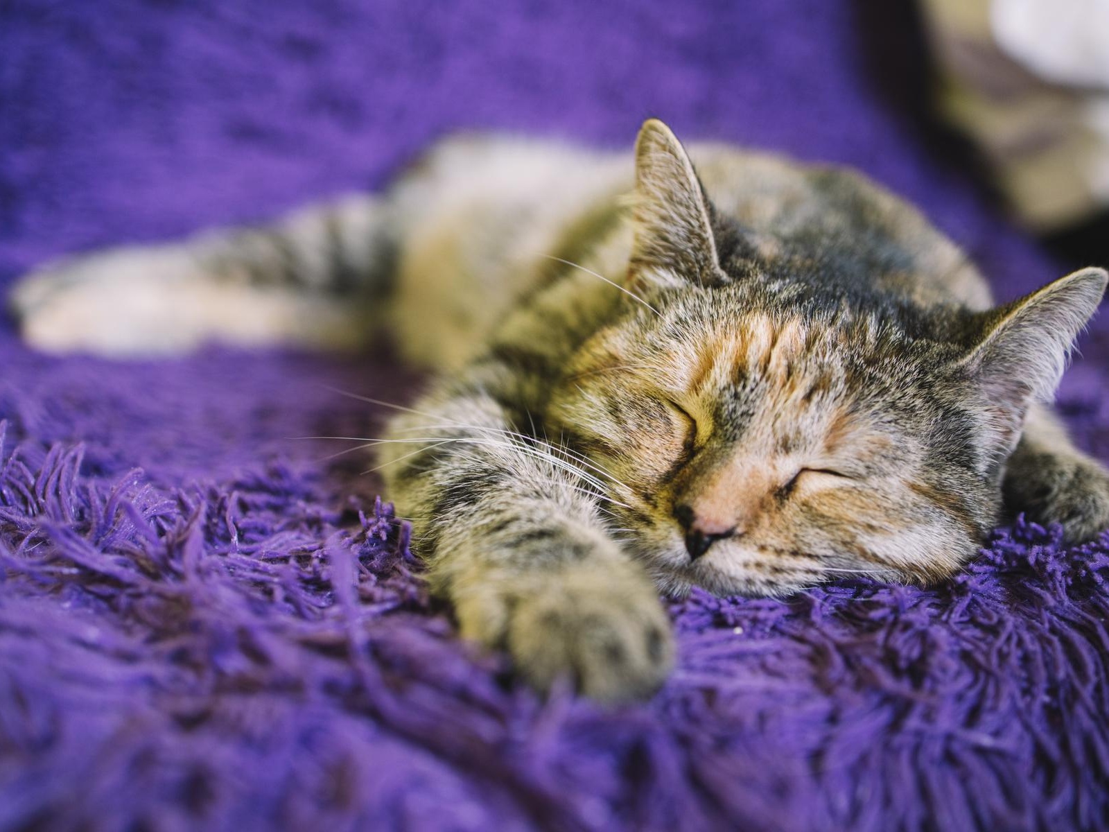 Cleanliness and health of homeless cats: let's help together!