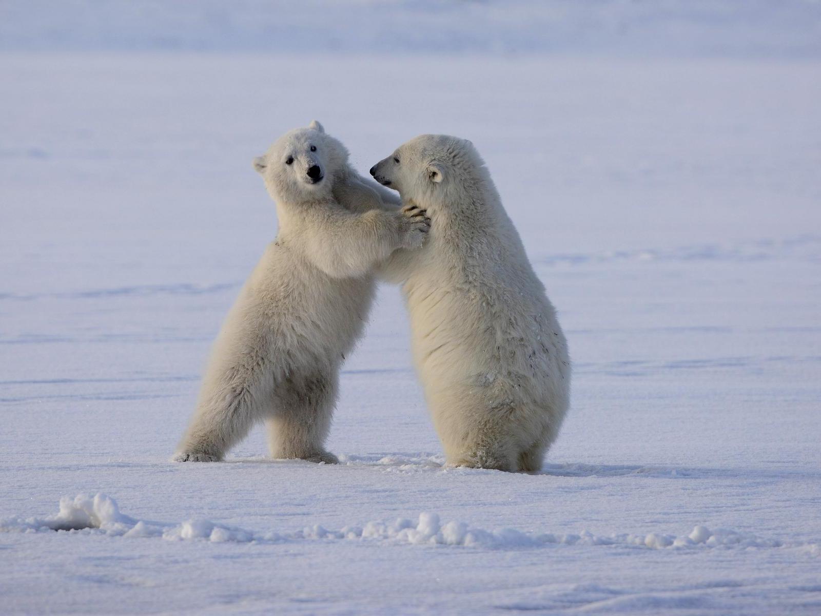 Let's save the polar bear in Chukotka – help raise funds for patrol work!