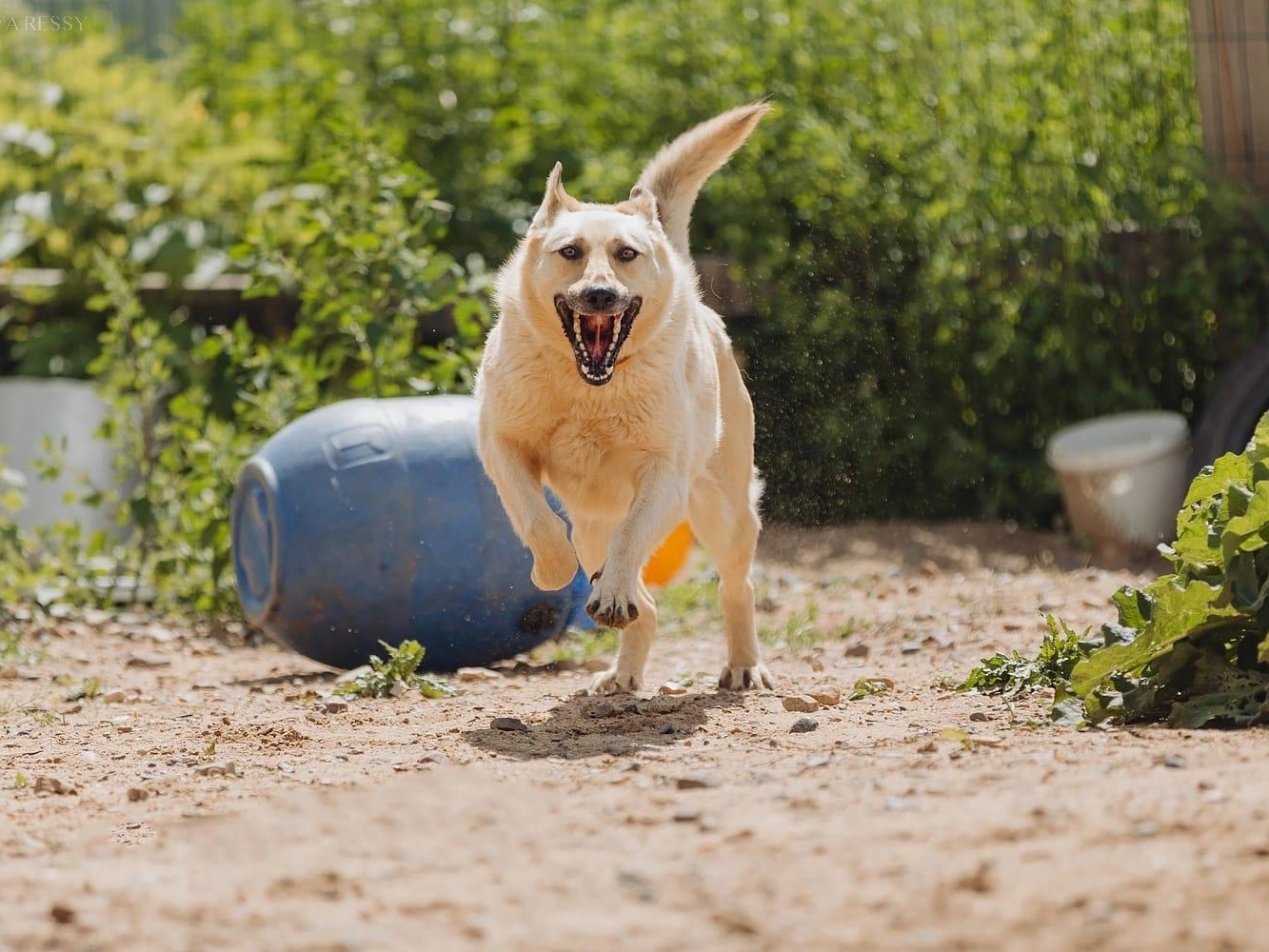 The dog shelter is in need of training equipment
