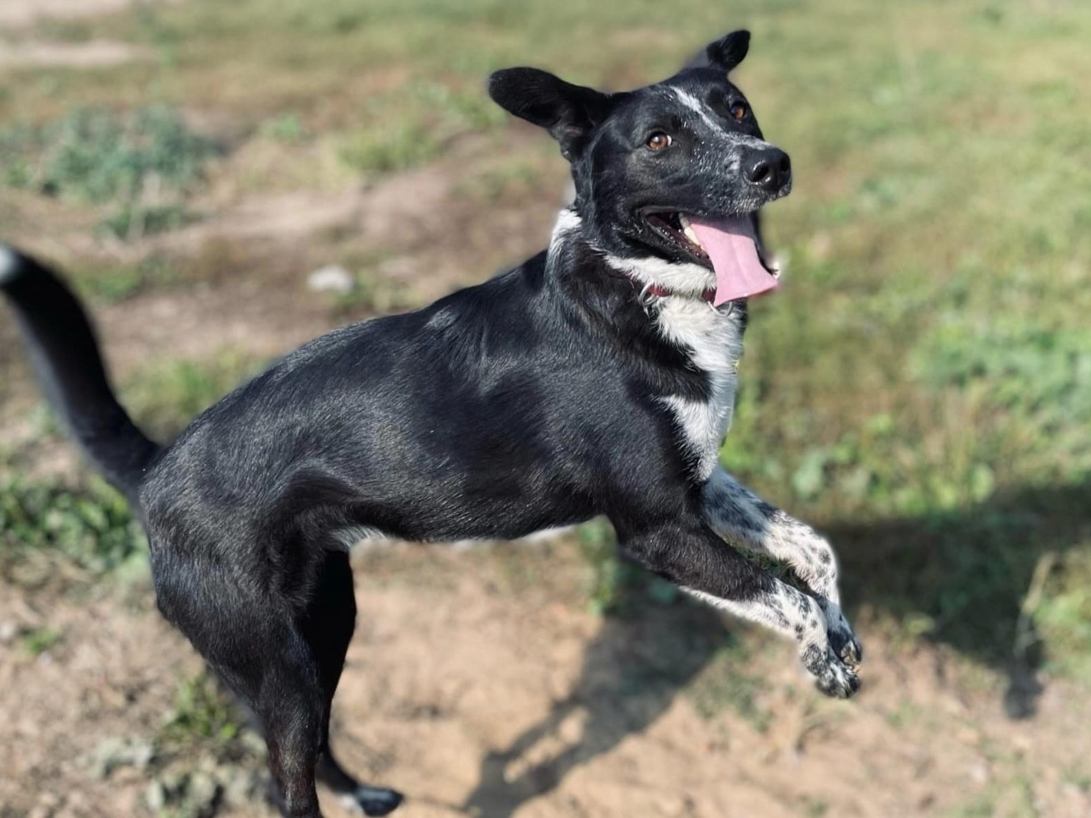 Let's protect shelter dogs from ticks – help us purchase special medications!