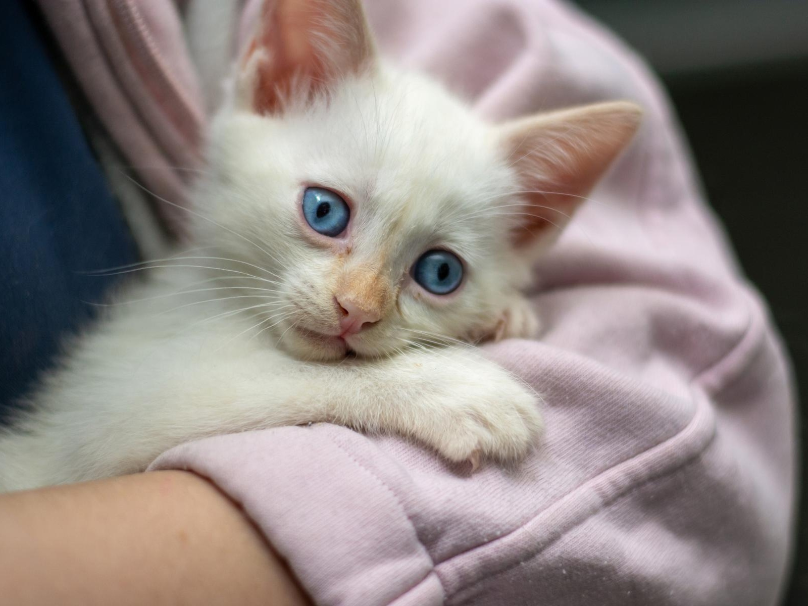 950 catheters are needed to treat the animals at the shelter!