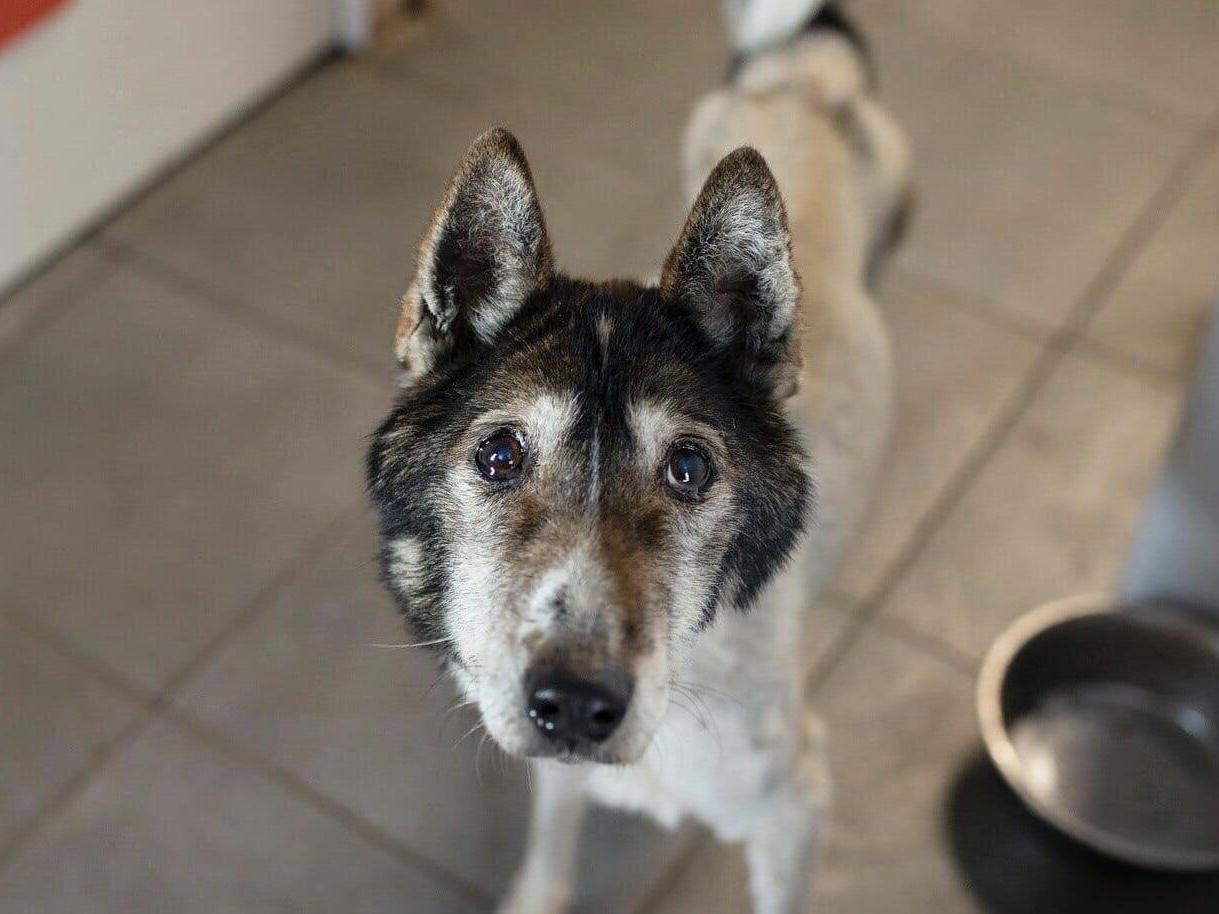 Lets feed the old and week dogs in the animal shelters