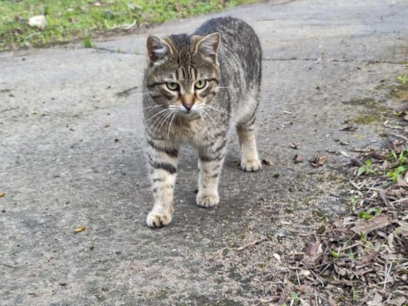 Stray cat Mark needs to be examined for a diagnosis