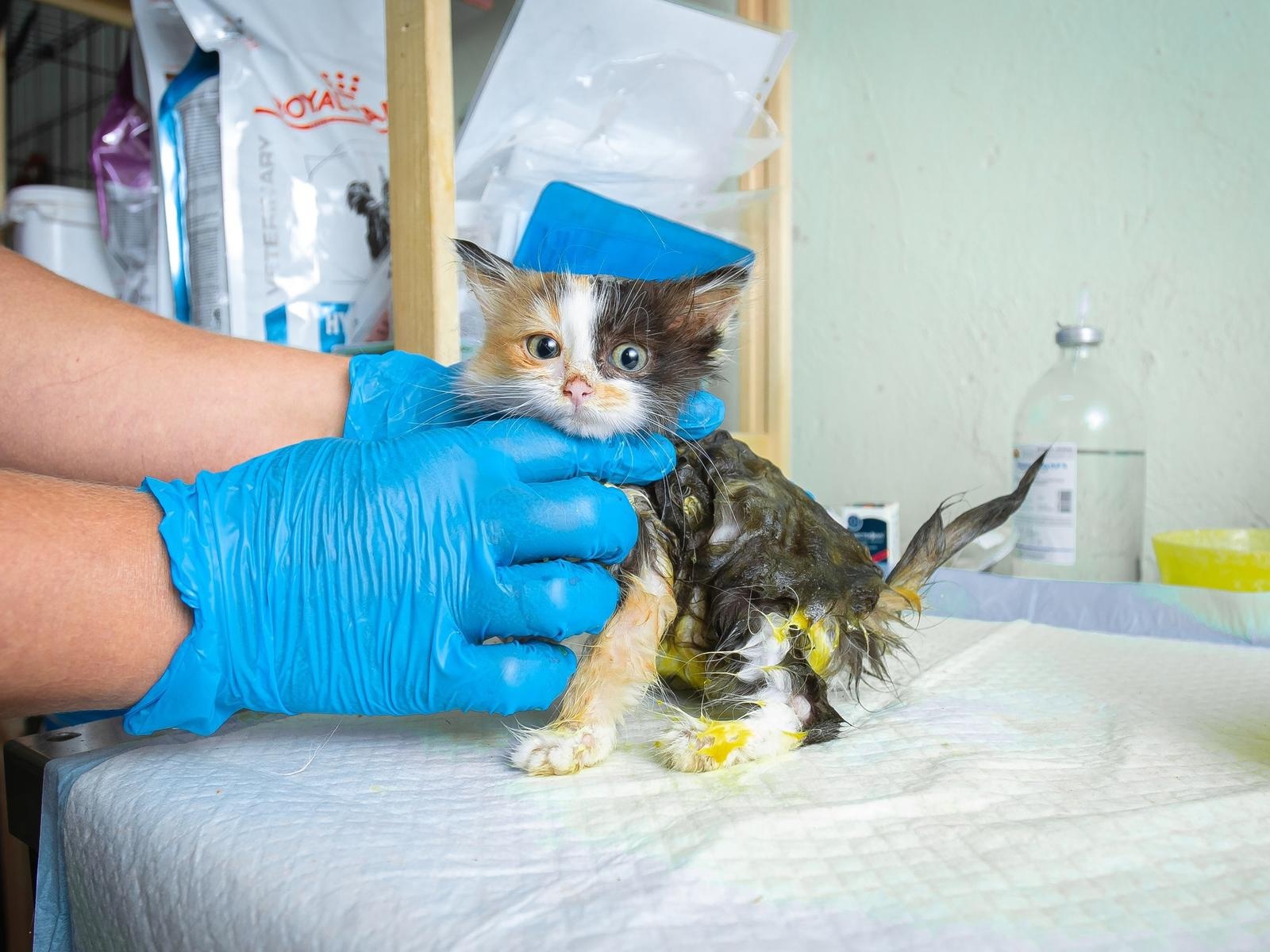 Поможем вылечить котят и кошек от лишая!
