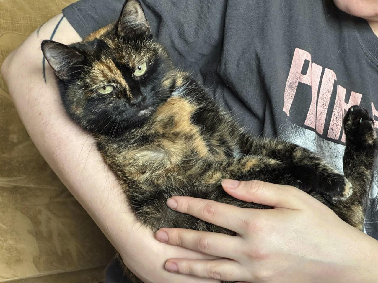 Stray cat Sazha needs a check-up