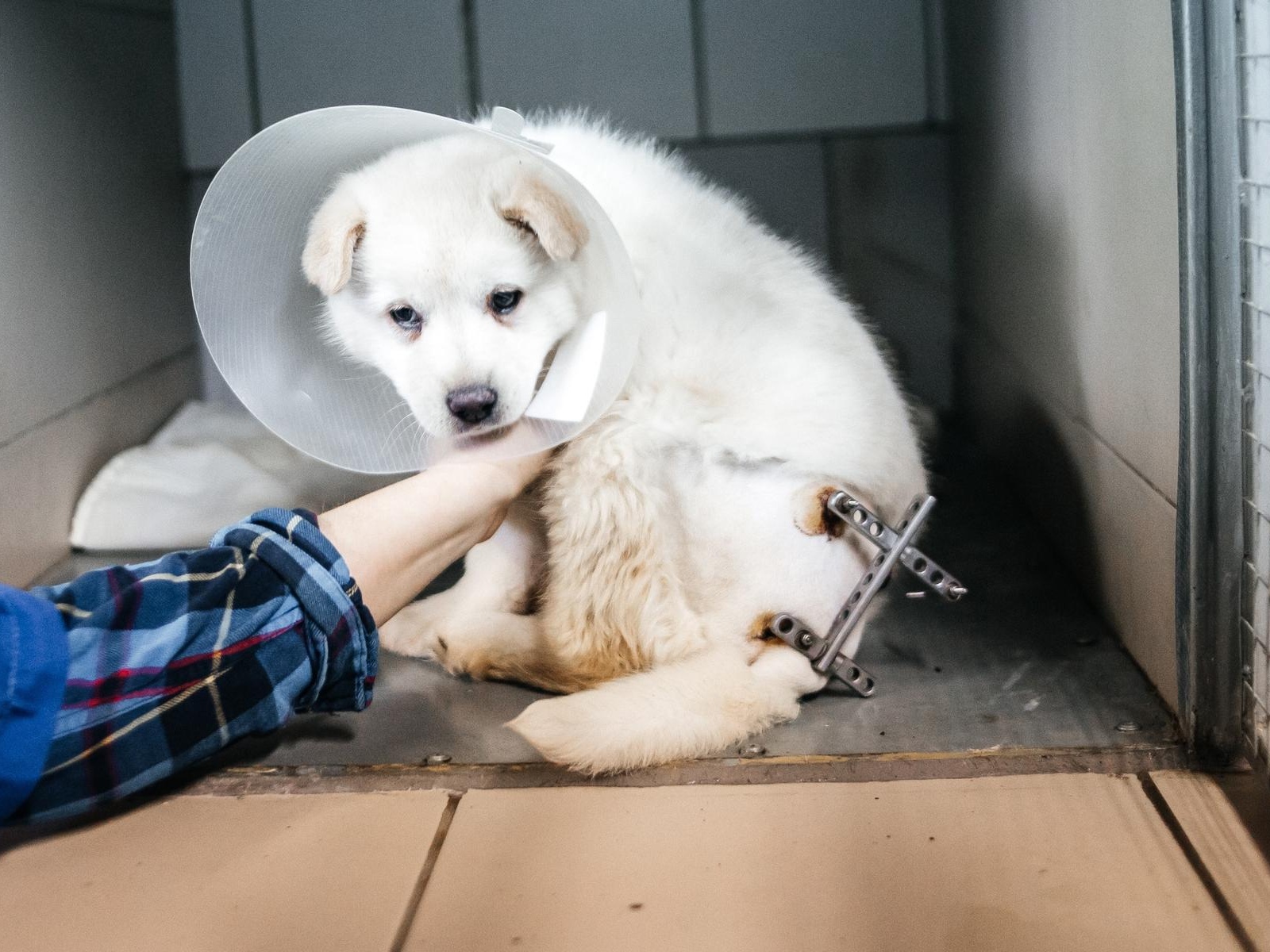 Animals undergoing treatment need protective collars!