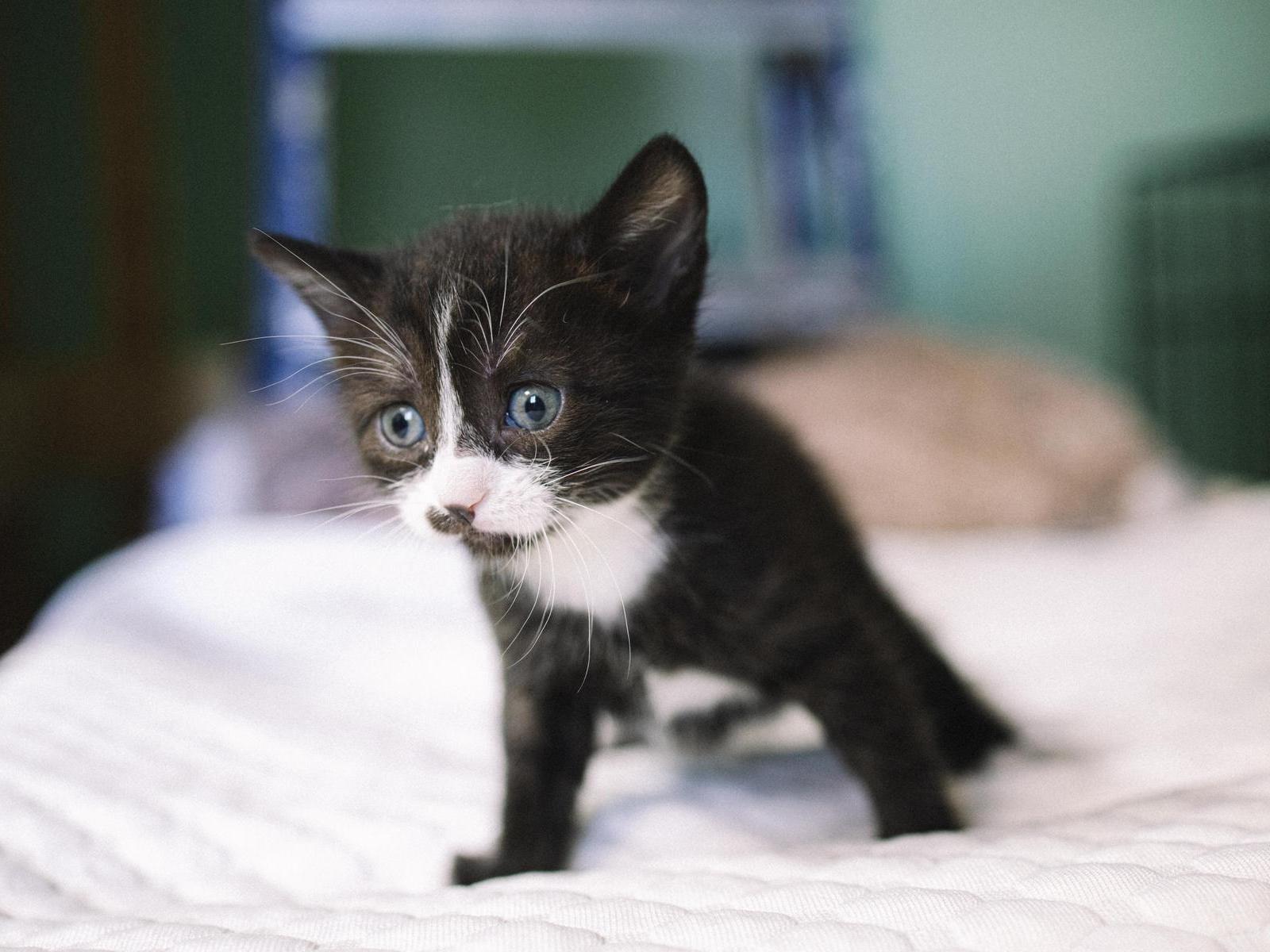 Help the shelter purchase scales to monitor the health of homeless animals