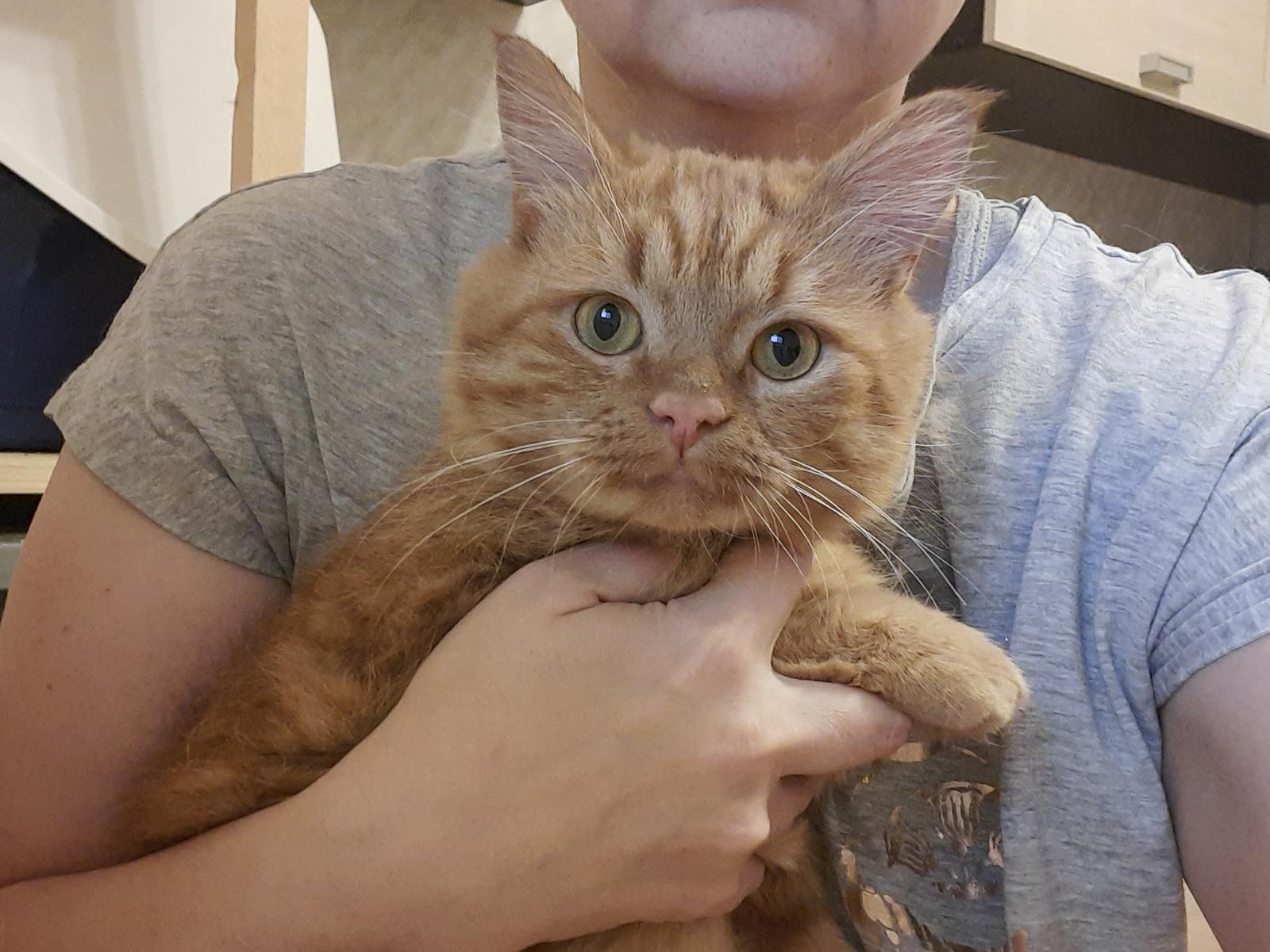 To get a diagnosis, Reddy's stray cat will need to be examined