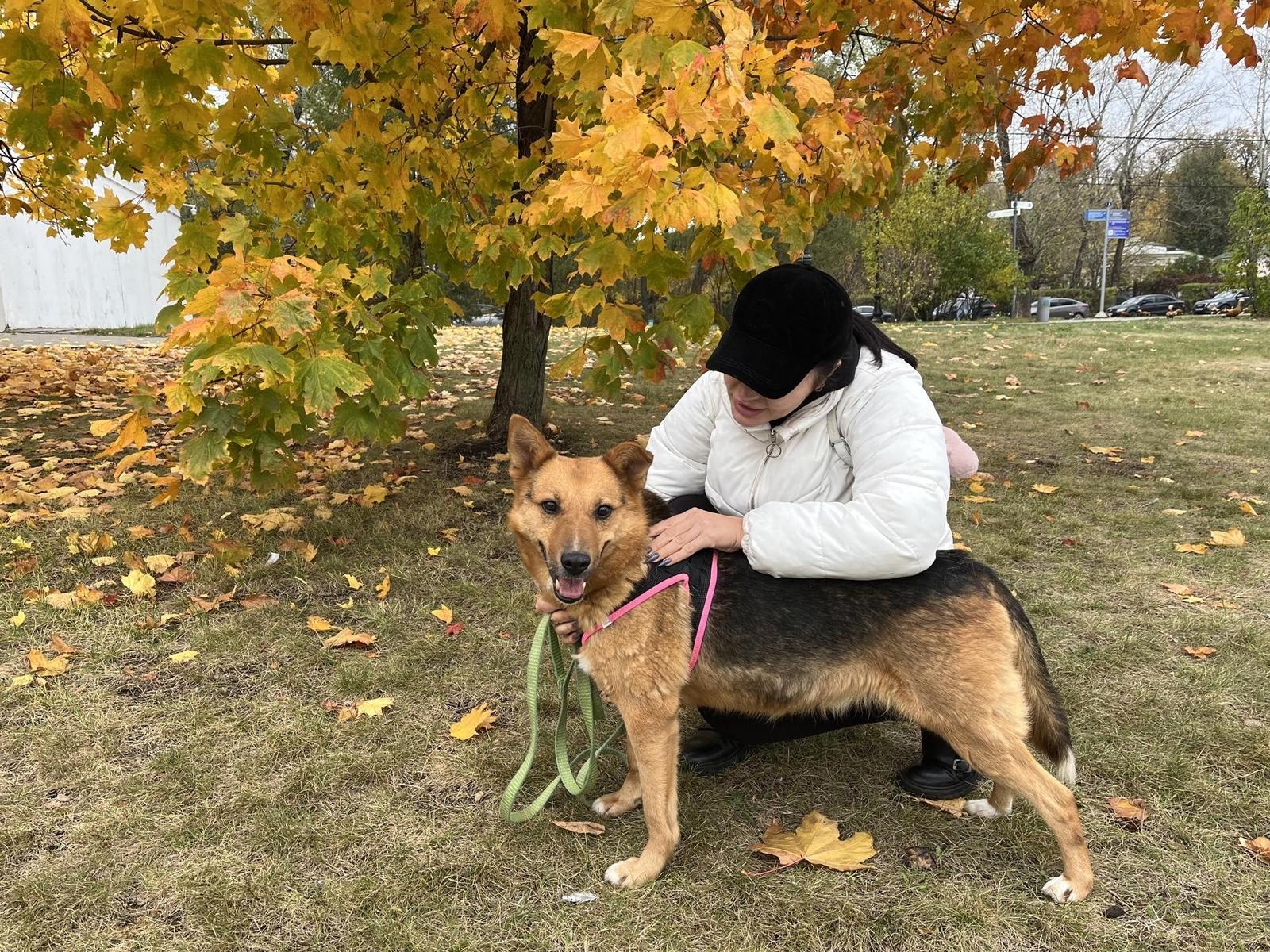 A homeless dog named Lisenok needs to undergo a check-up before surgery