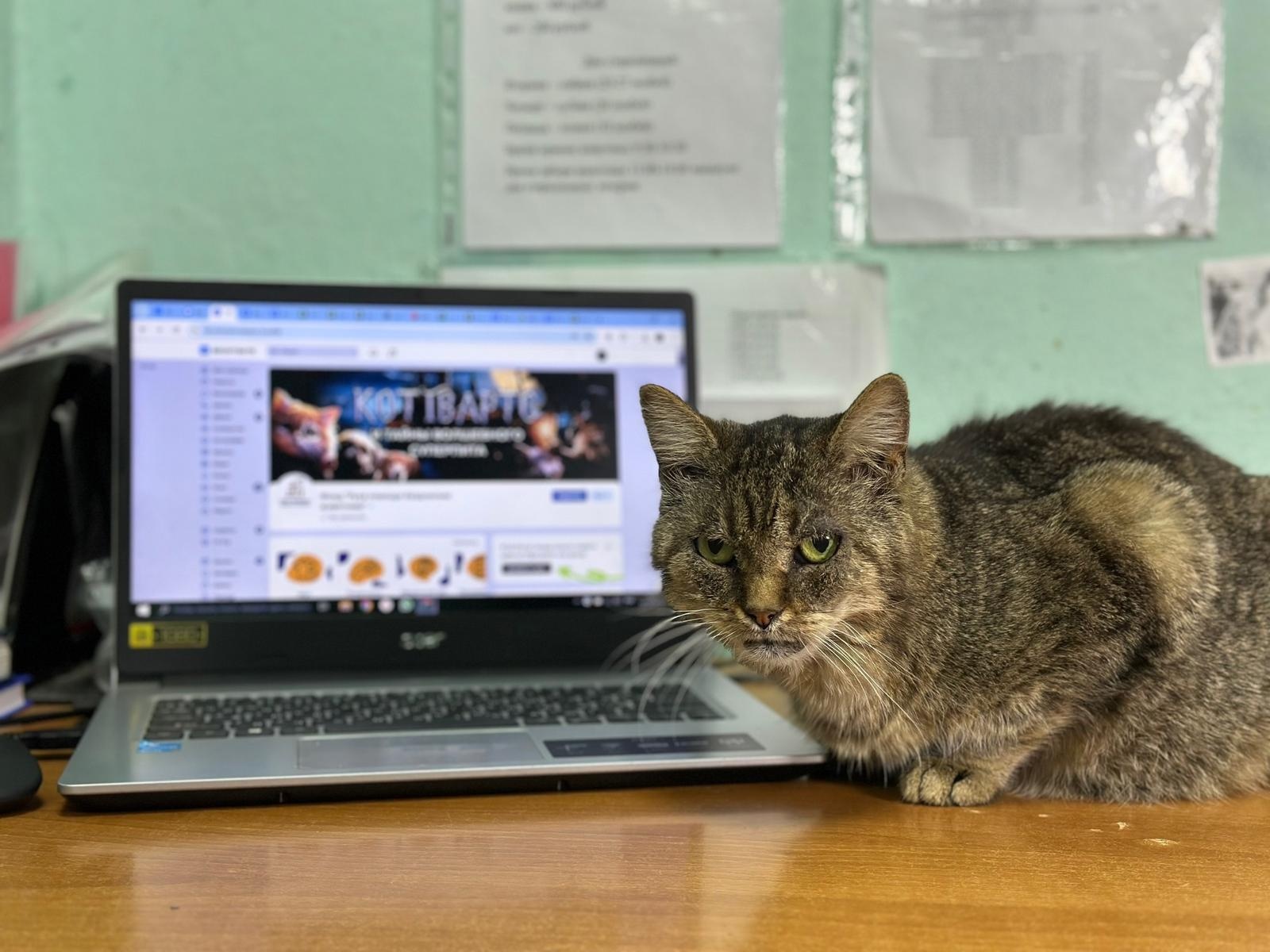 In order for the shelter to operate efficiently, laptops are needed to save animal data!