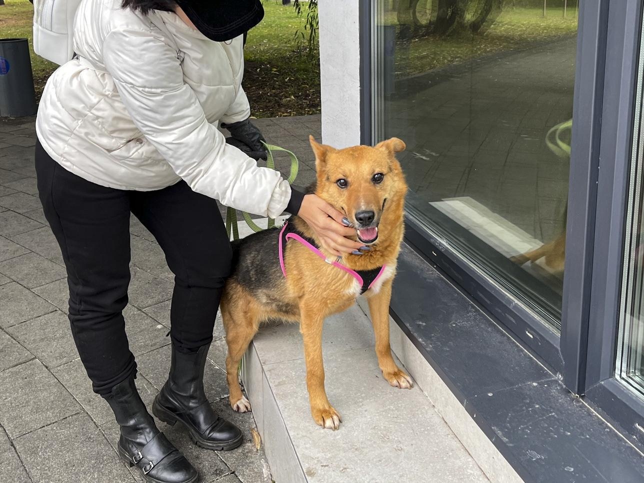 Let's help a homeless dog named Lissenok get an operation