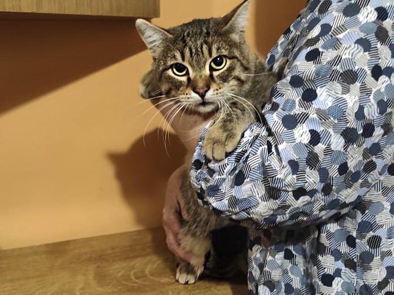 Homeless cat Mark needs surgery