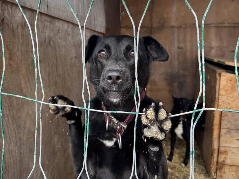 A dog shelter needs funds to install doors to a warm enclosure