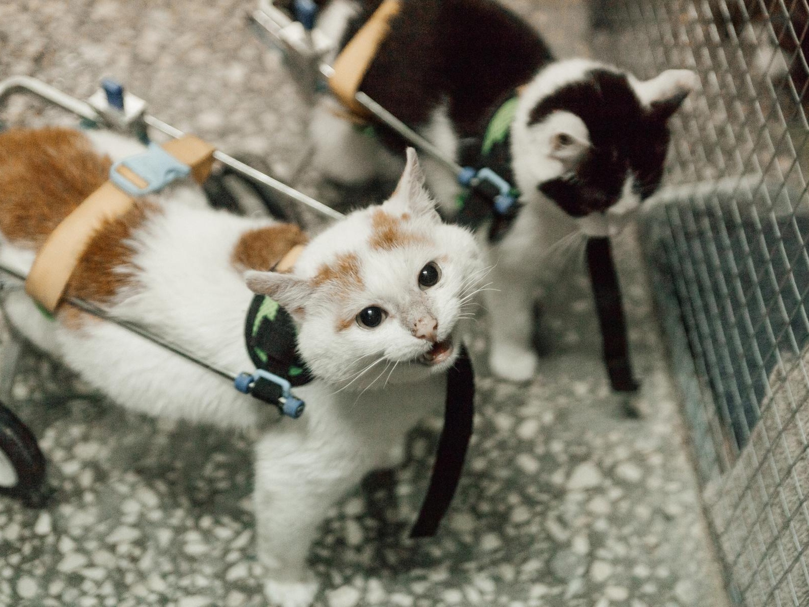 Help raise funds to treat wounds for animals in distress on the street!