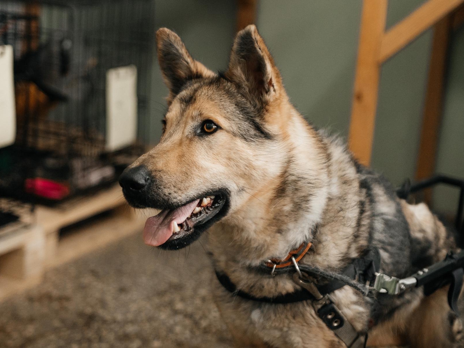 Let's support the purchase of self-fixing bandages for pet therapy!